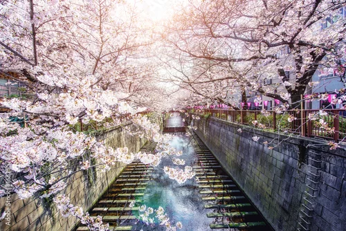 Obraz Kanał Meguro wyłożony kwiatem wiśni w Tokio, Japonia. Wiosna w kwietniu w Tokio w Japonii.