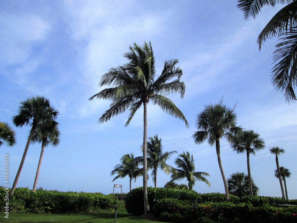 Sanibel Island Palm Trees