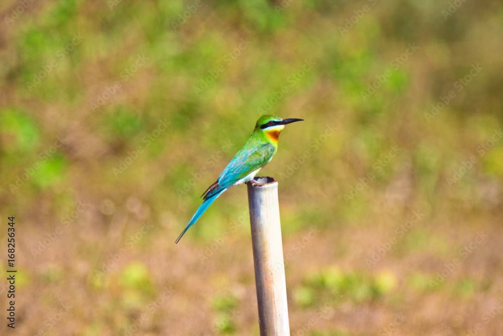 Fototapeta premium Blue-tailed Bee-eater