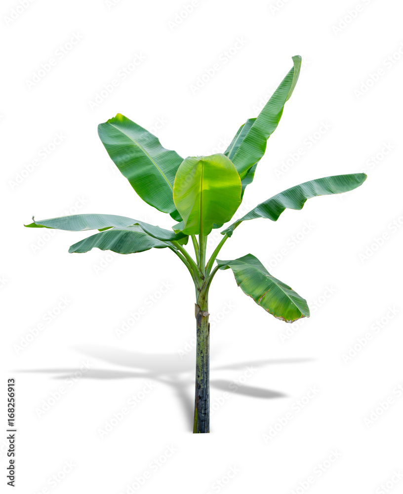 Obraz premium Banana tree isolated on white background. File contains a clipping path.