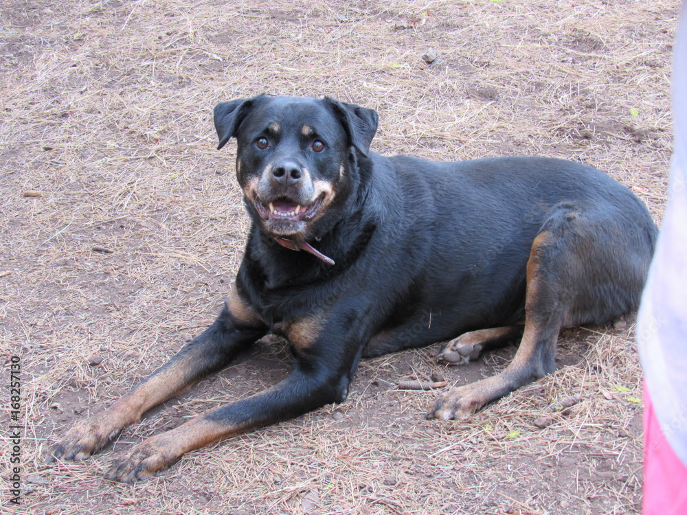 Happy Rot Happy Rot