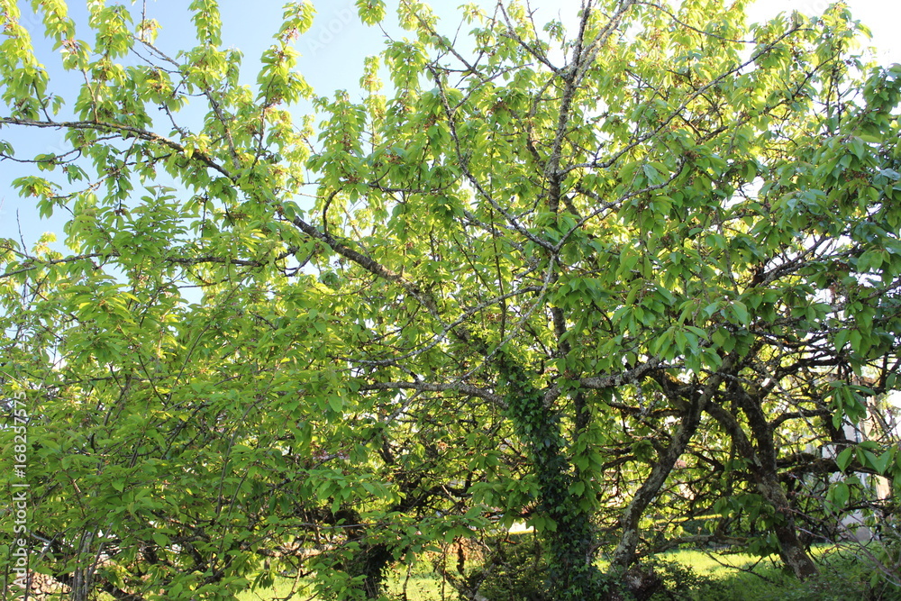 Arbre Arbre