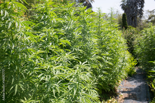 Legally Grown Californian Outdoor Marijuana Plants photo