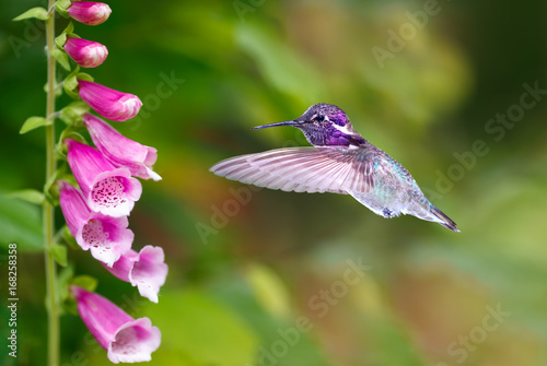 Hummingbird feeding from purple foxglove flowers
