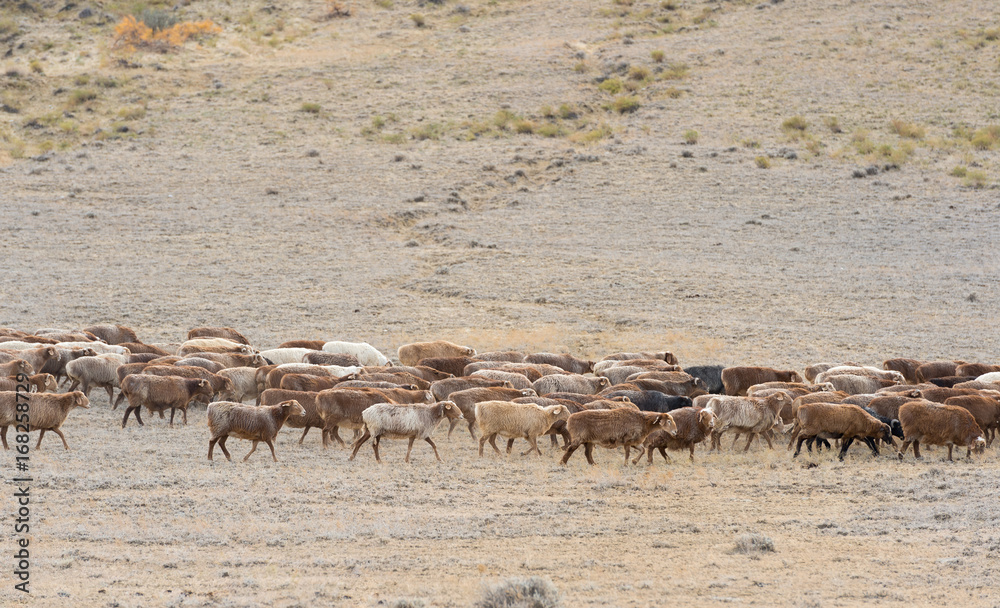 flock of sheep flock of sheep