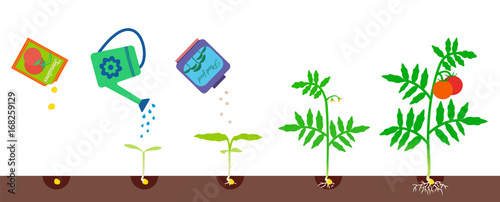Growing stages. Gardening vector illustration.
