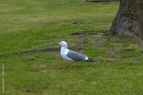 Seagull walking on the grass in a park