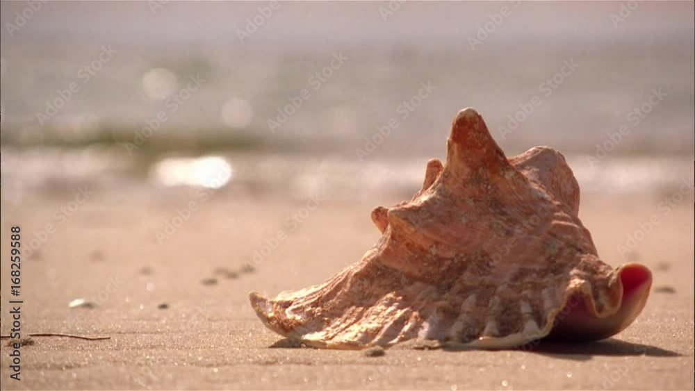 Seashell on beach Seascape