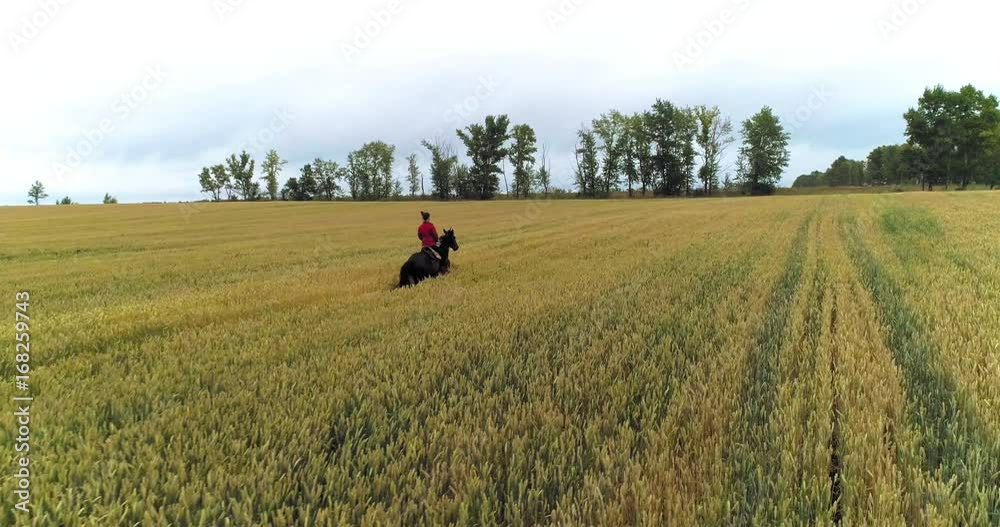 A woman is riding a horse between the ears of wheat A woman is riding a horse between the ears of wheat