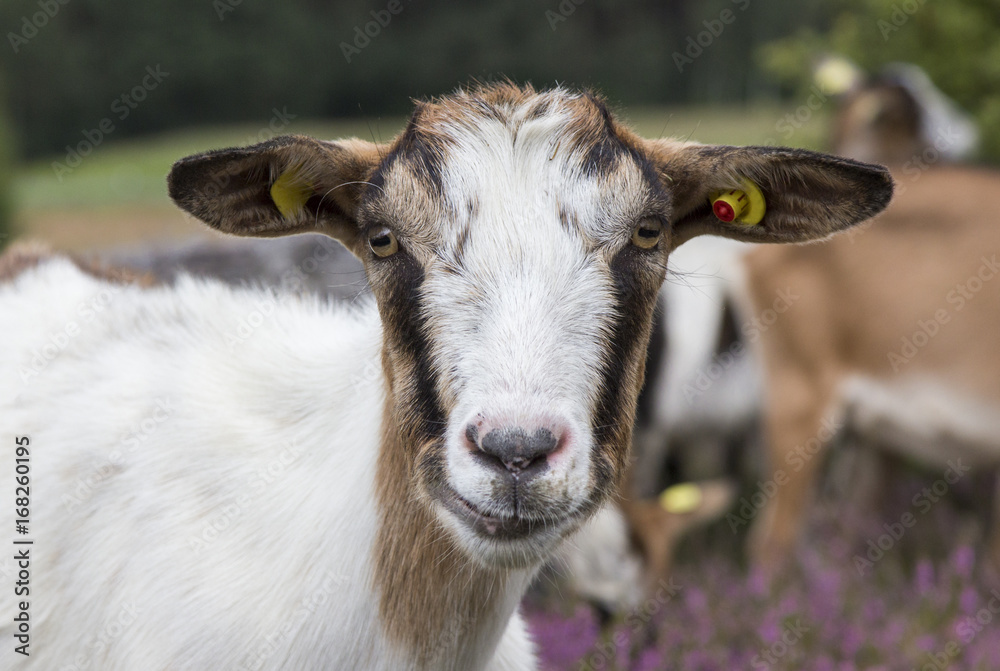 Ziege Portrait StockFoto Adobe Stock