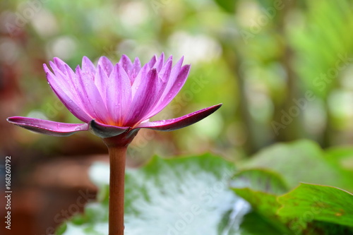 Beautiful water lily or pink lotus in the garden with sunlight background.
