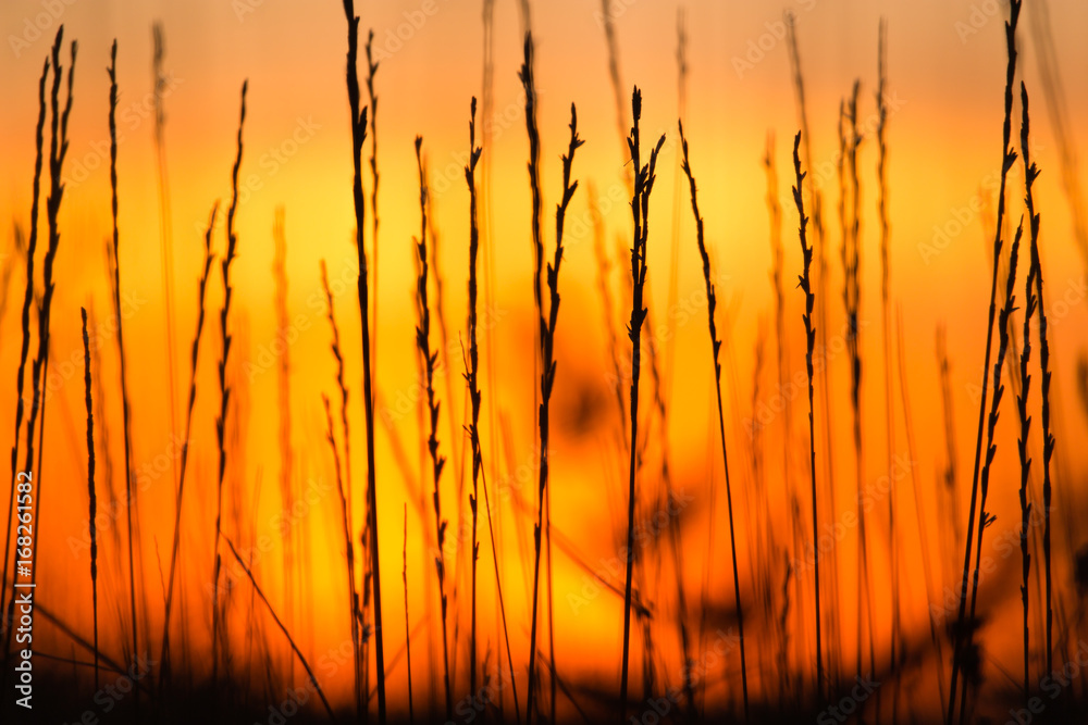 Silhouette of grass on a golden sunset Silhouette of grass on a golden sunset