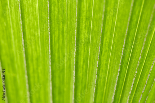 abstract image of fresh Green Palm leaves