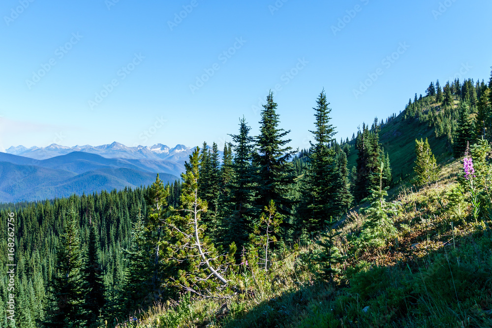 alpine field fresh green meadows and blooming flowers and forest green mountain tops in the background