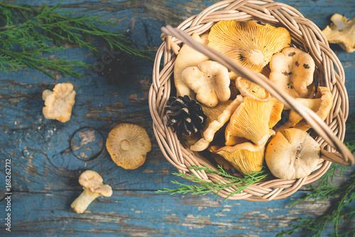Basket with wild mushrooms chanterelles on a blue background