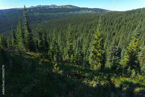 alpine field fresh green meadows and blooming flowers and forest green mountain tops in the background