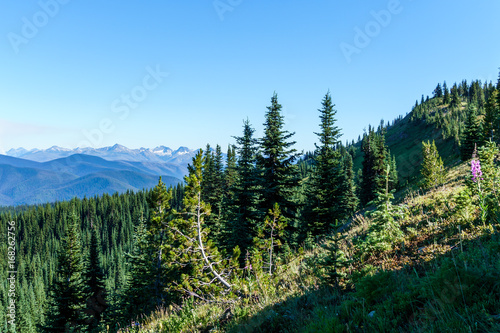 alpine field fresh green meadows and blooming flowers and forest green mountain tops in the background © olegmayorov