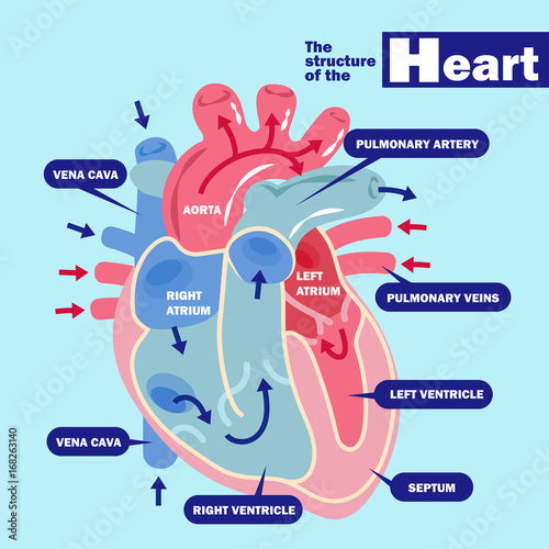 heart with health concept