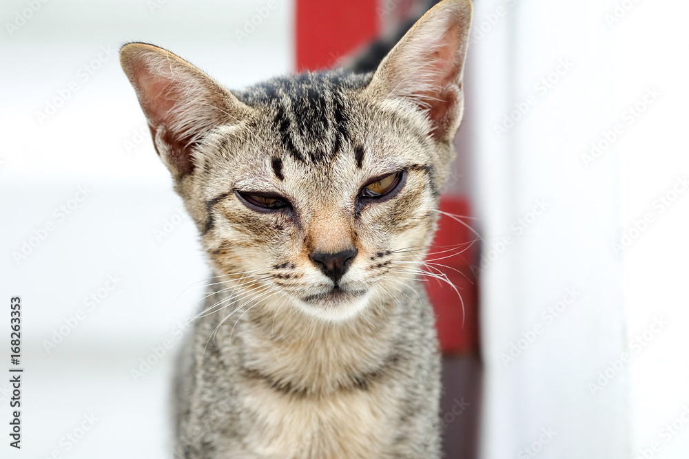 Homeless cat in the temple are looking for something Homeless cat in the temple are looking for something