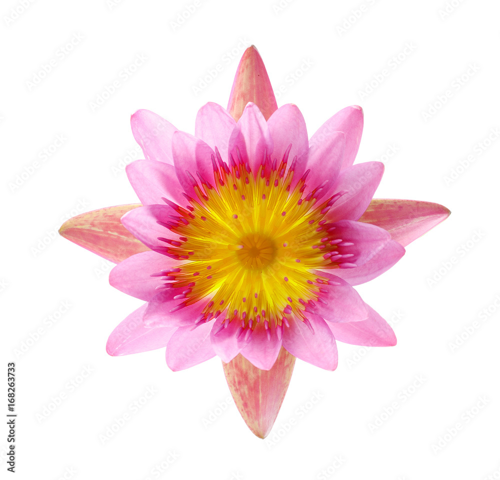 Close up blooming water lily or lotus flower isolated on white Close up blooming water lily or lotus flower isolated on white