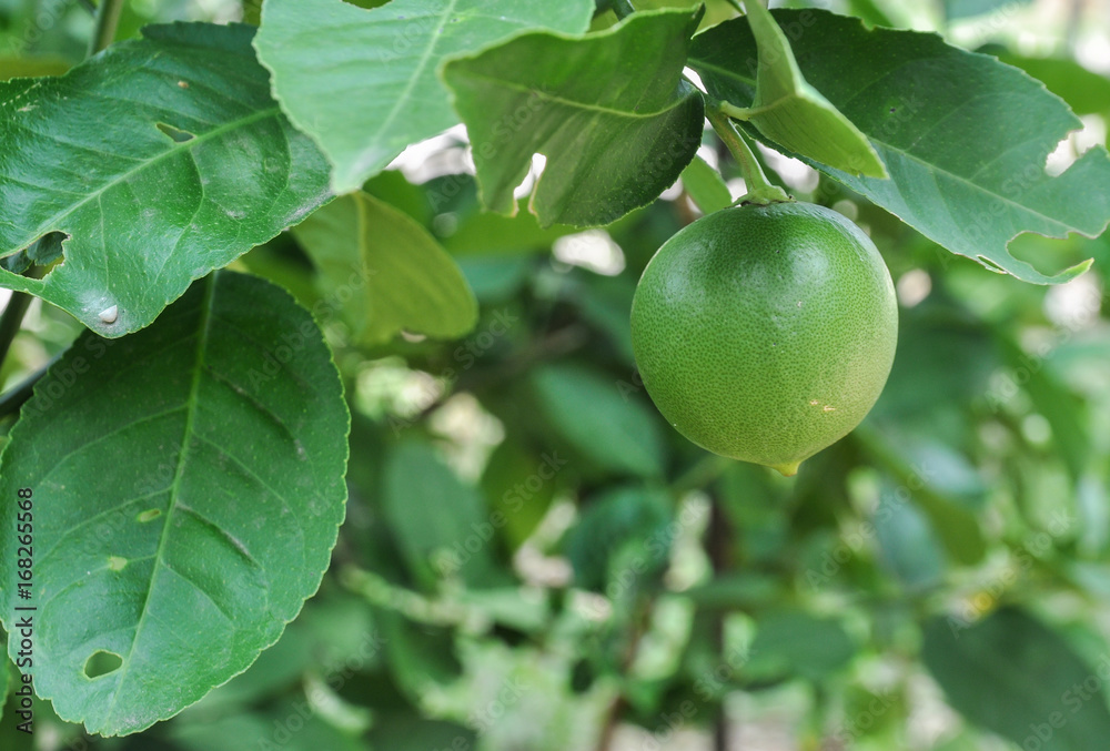 Lemon on the tree, lime