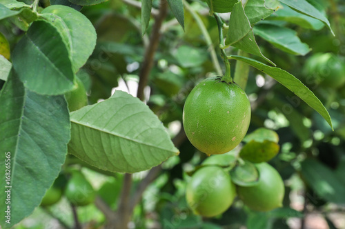 Lemon on the tree, lime