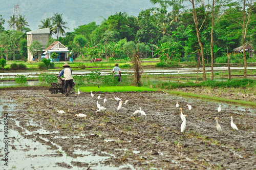 Farmer using walking tractors for rice plantation, location in yogyakarta, indonesia
