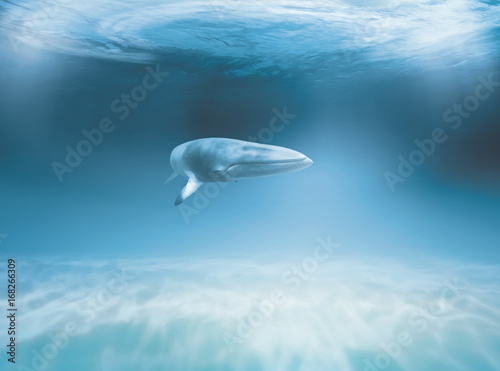 Whale in the ocean © Maurizio