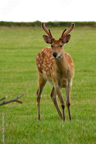 Roe deer full size
