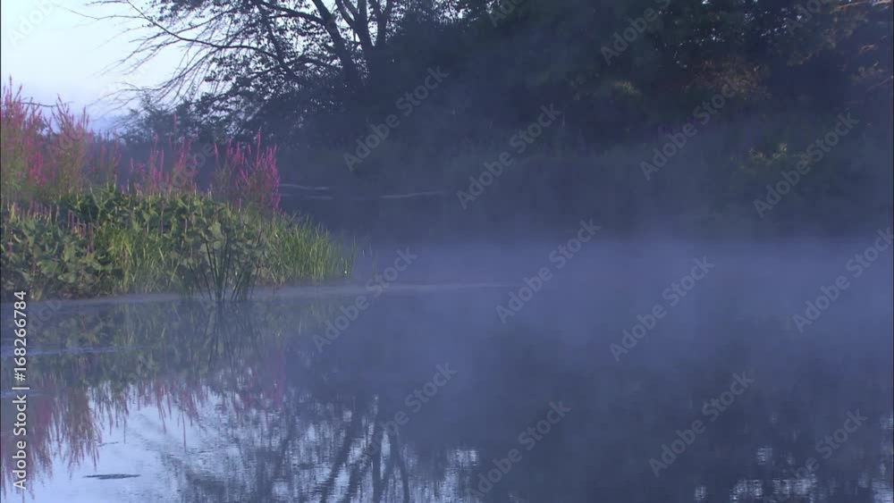 Mist rolls in on early morning swamp. Mist rolls in on early morning swamp.
