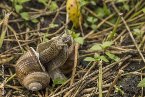 Two grape snail kiss