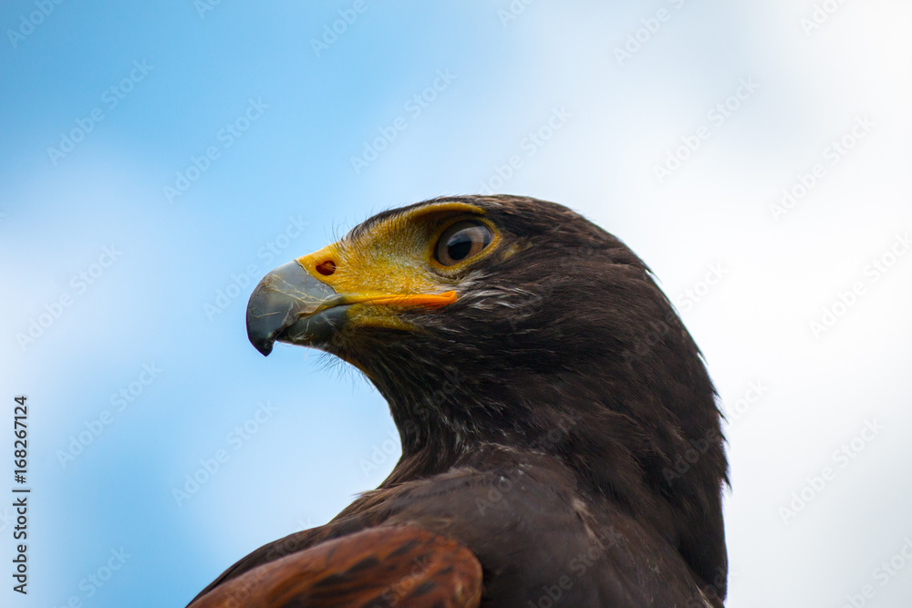 Fototapeta premium Vogelblick