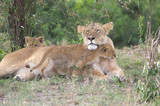 African lioness and cubs (Panthera leo)