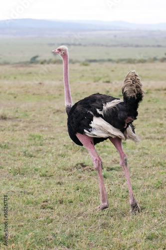 Ostrich Masai race (Struthio camelus)