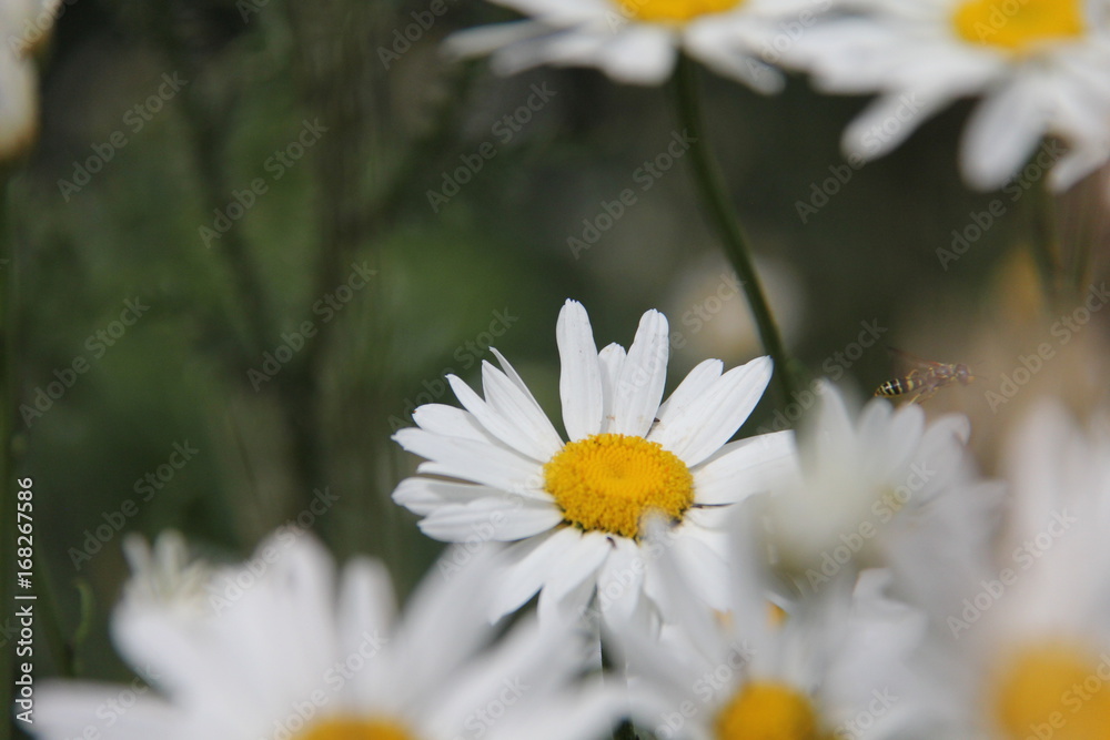 daisies daisies