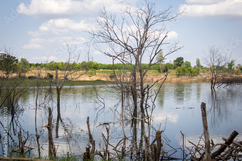 Dead trees in reservoirs with low water levels in Thailand