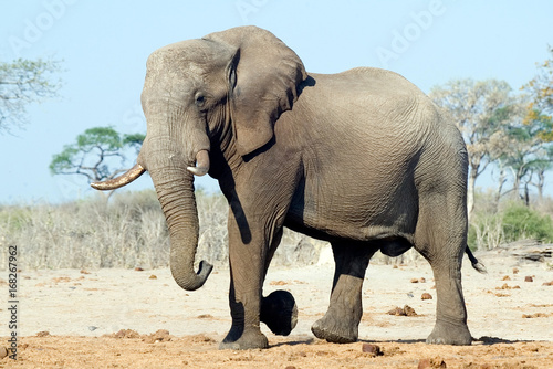 African Elephant  Loxodonta africana 