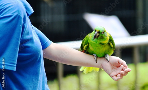 Parrot on woman hand in park