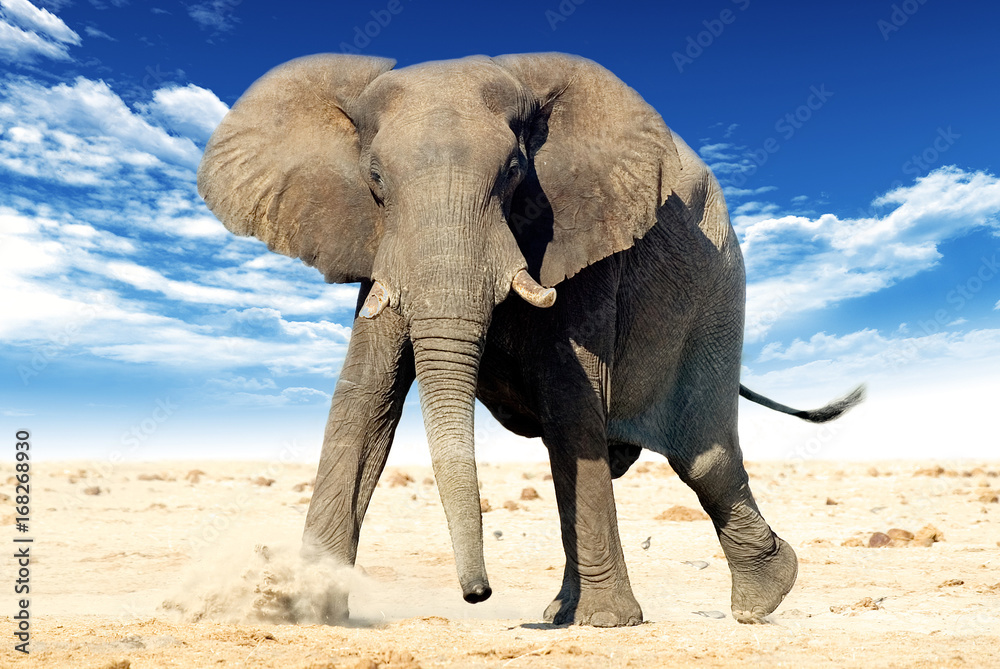 Fototapeta premium African elephant (Loxodonta africana)