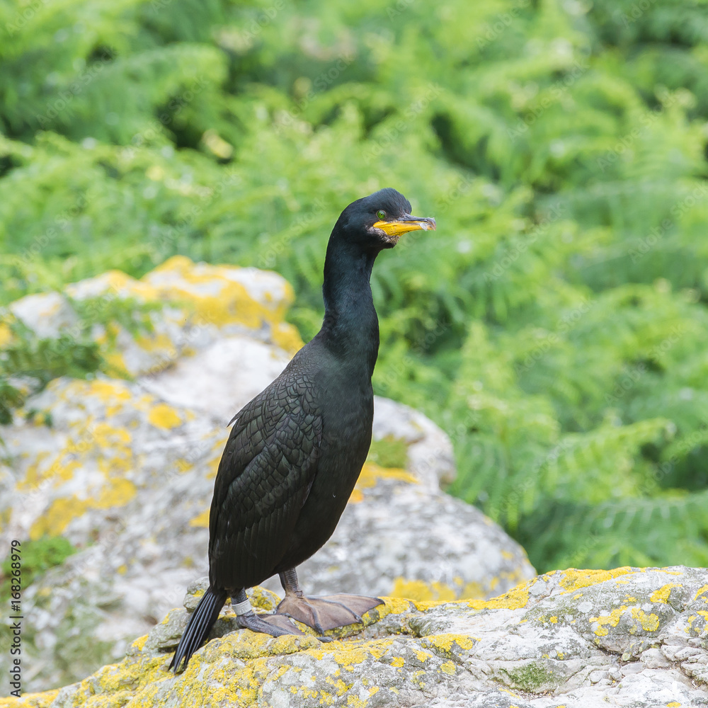 Great cormorant, bird on the cliff in Ireland Great cormorant, bird on the cliff in Ireland