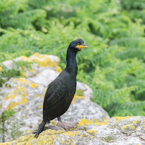  Great cormorant, bird on the cliff in Ireland 
