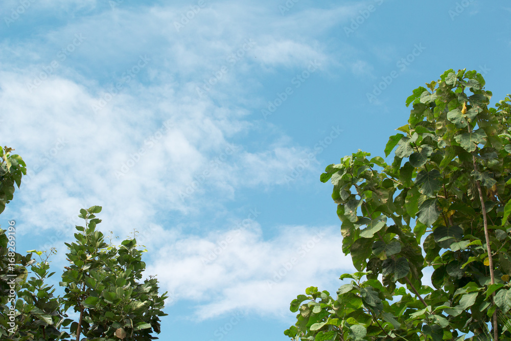 Green tree with blue sky, natural, refreshing, comfortable