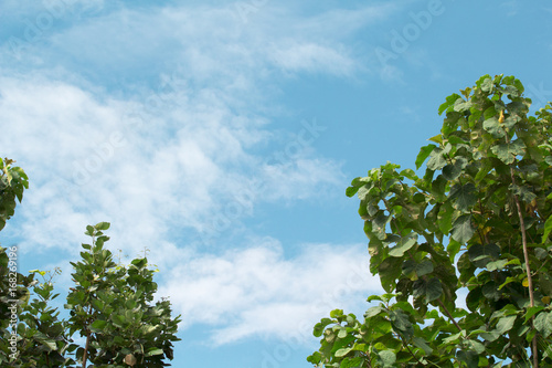 Green tree with blue sky  natural  refreshing  comfortable