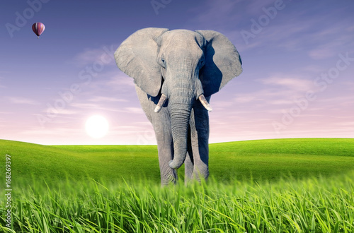 Photography African elephant (Loxodonta africana)