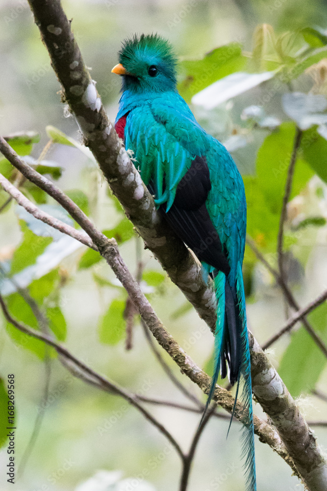 Flying Resplendent Quetzal, Pharomachrus mocinno, Savegre in Costa Rica, with green forest background. Magnificent sacred green and red bird. Action fly moment with Resplendent Quetzal. Birdwatching Flying Resplendent Quetzal, Pharomachrus mocinno, Savegre in Costa Rica, with green forest background. Magnificent sacred green and red bird. Action fly moment with Resplendent Quetzal. Birdwatching