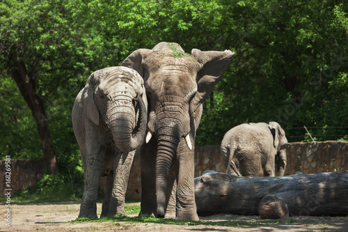 Photography Two elephants in the forest.