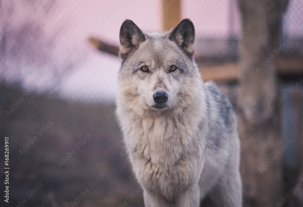 Obraz premium Wolf At Dusk