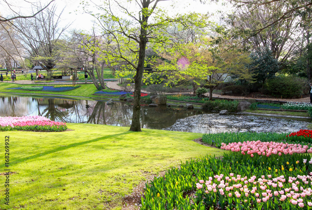 Tulip garden at Showa Kinen Koen(Showa Memorial Park),Tachikawa,Tokyo,Japan in spring.
