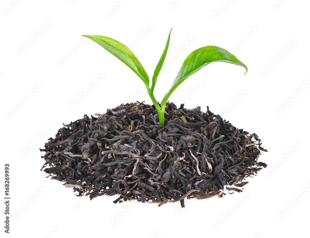 pile of dried green tea with fresh green tea leaves isolated on white background pile of dried green tea with fresh green tea leaves isolated on white background