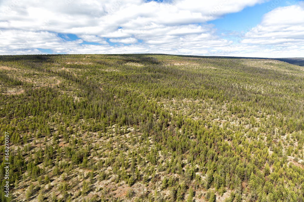 Northern landscape. Endless forests